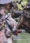 Great-spotted Woodpecker