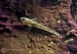 Goby