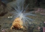 Sea loch anemone