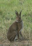 Irish hare 2