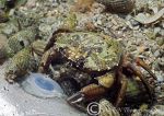 shore crab