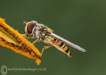 Marmalade Hoverfly 3