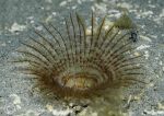 Fan worm