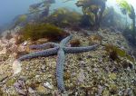 spiny starfish