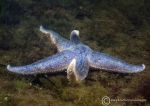 Common starfish 