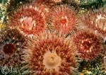 Dahlia anemones_Menai Straits