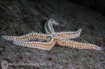 Spiny starfish