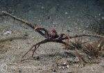 Long-legged spider crab