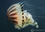 Compass jellyfish - Killary