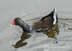 Moorhen