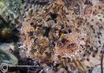 Long-spined Scorpionfish