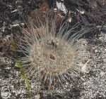 Sagartia anemone
