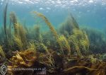 Seaweeds - Anchor Bay