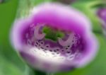 foxglove