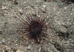 Tube anemone