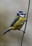 Blue Tit