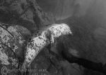 Playful seal pup 4