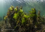 Anchor Bay seaweeds 1