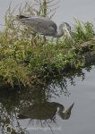 Grey heron