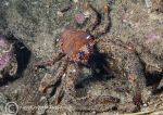 Spiny squat lobster