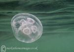 Moon jellyfish @ surface