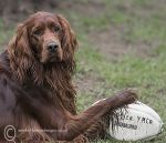 Finbar & rugby ball 2