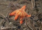 Red cushion star