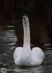 Mute swan