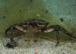 Shore crab minus claws
