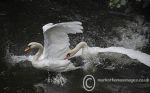 Swan Fight 3