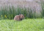 Irish hare