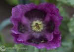 Purple poppy & hoverfly