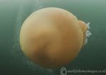 Barrel jellyfish 1