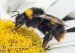 Buff-tailed Bumblebee