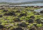 Sea lettuce - Aughrus