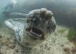 Grey seal pup 1