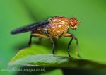 Myopa buccata - a fly