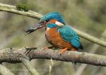 Kingfisher & fish 1