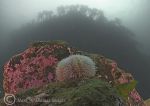 common urchin