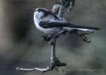 Long-tailed tit