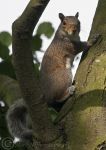 Grey squirrel