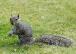 Grey squirrel