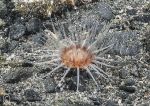 Cerianthus lloydii - burrowing anemone
