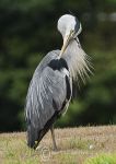 Preening Heron 4