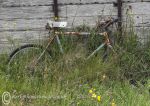 Overgrown cycle - Claddaghduff
