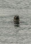 Seal - Aughrus Bay