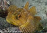 Long-spined scorpionfish - yellow