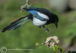 Magpie