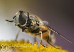 Hover Fly - Helophilus pendulus