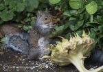 Grey squirrel & sunflower head